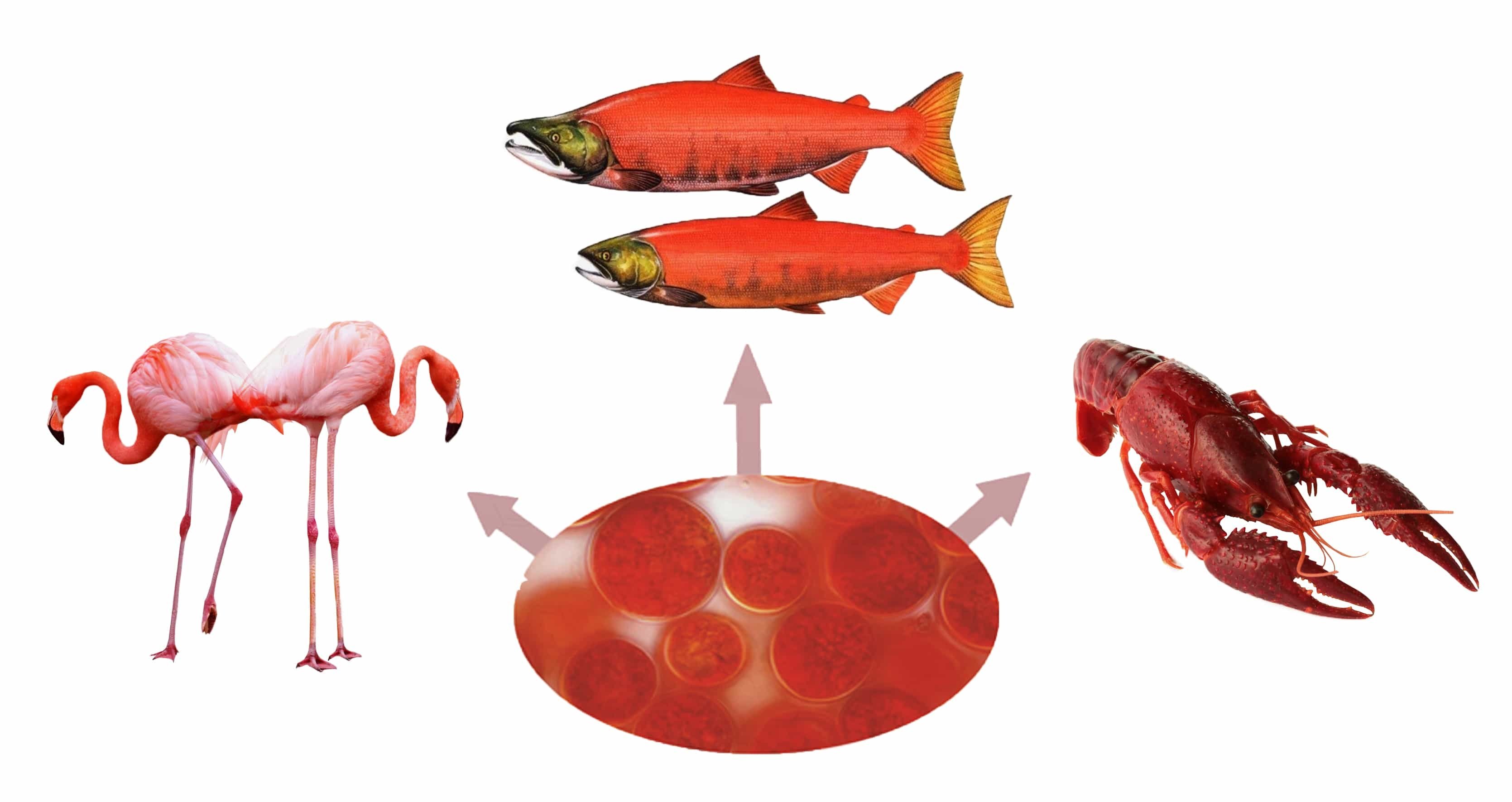 Astaxanthin Salmon Flamingo