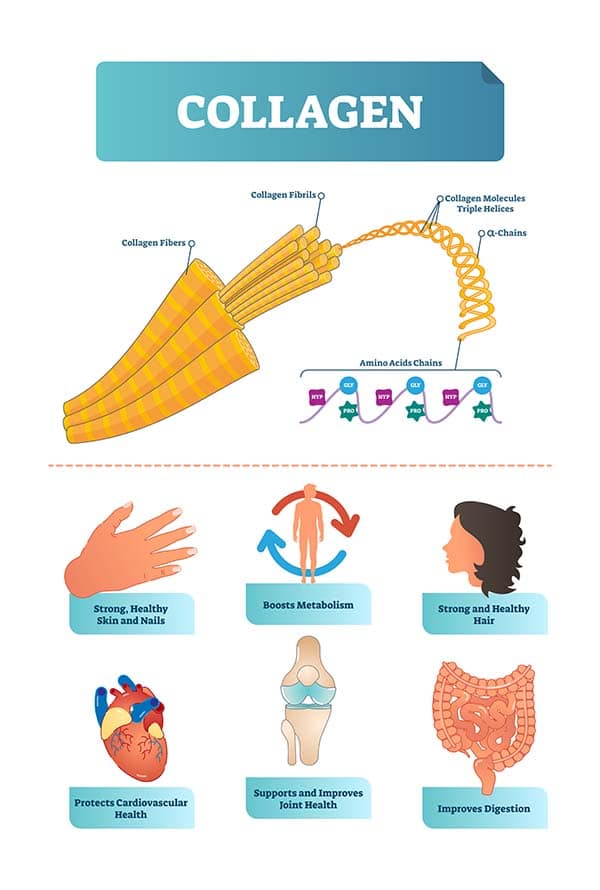 Vector illustration about collagen. Metabolism and cardiovascular health diagram. Medical scheme with fibers, fibrils, molecules, helices, alpha and amino acids chains with HYP and GLY visualizations