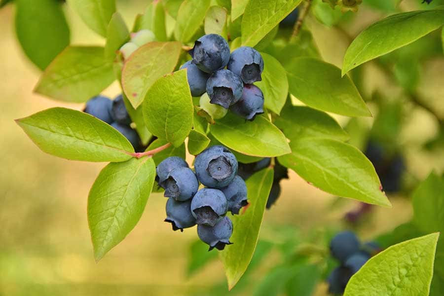 Highbush blueberry plant with fruits