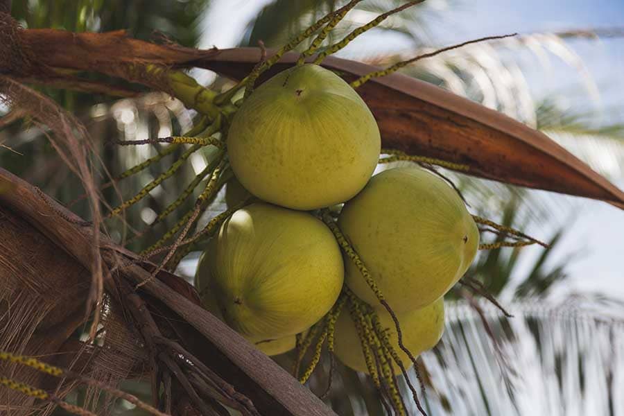 Зелен кокос, полезни свойства. Зелен кокос на палма.