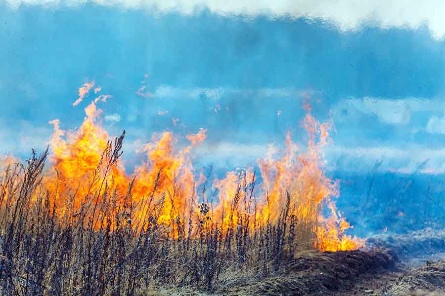 Dry Grass Field Fire Disaster