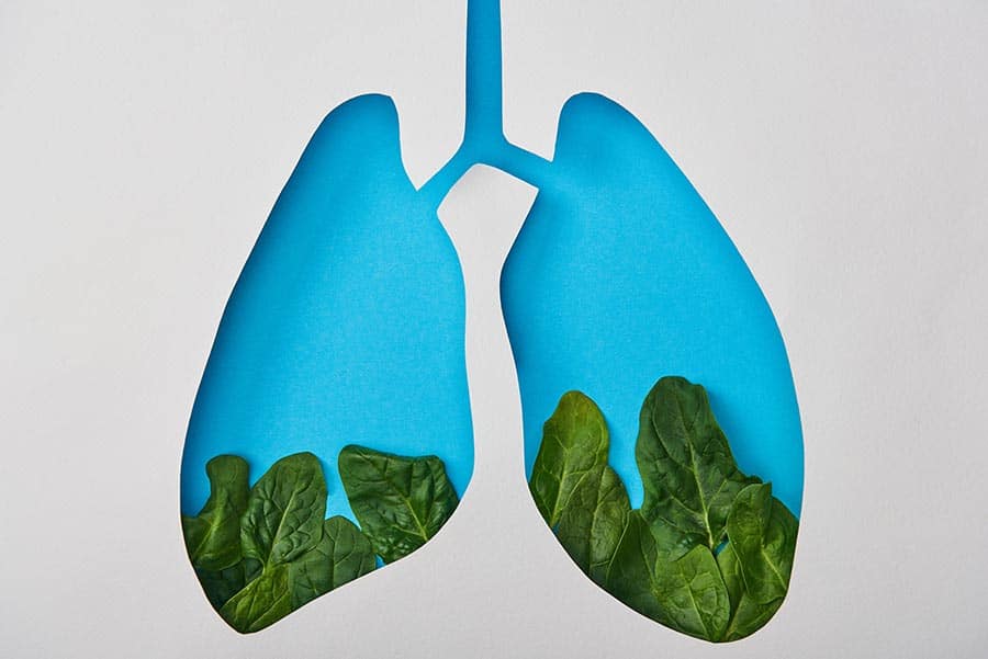 Коензим q10. Лобода за бели дробове. Анимация на Бели дробове в син цвят, които са пълни със спанак. Чисти дробове.