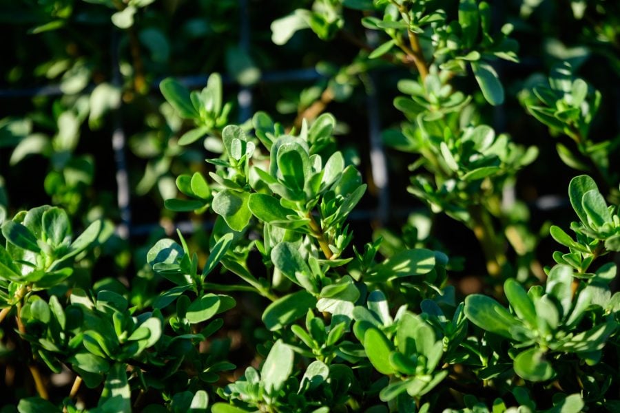 Many vivid green fresh leaves of Portulaca oleracea plant, commo Тученица.