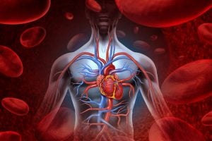 Как работи сърцето. Контрастен душ. Чревната микробиота. Чесънът. Шафран. Сгъстяване на кръвта. Магнезий при сърдечни проблеми. Пресен чесън. Съдови усложнения при диабет.