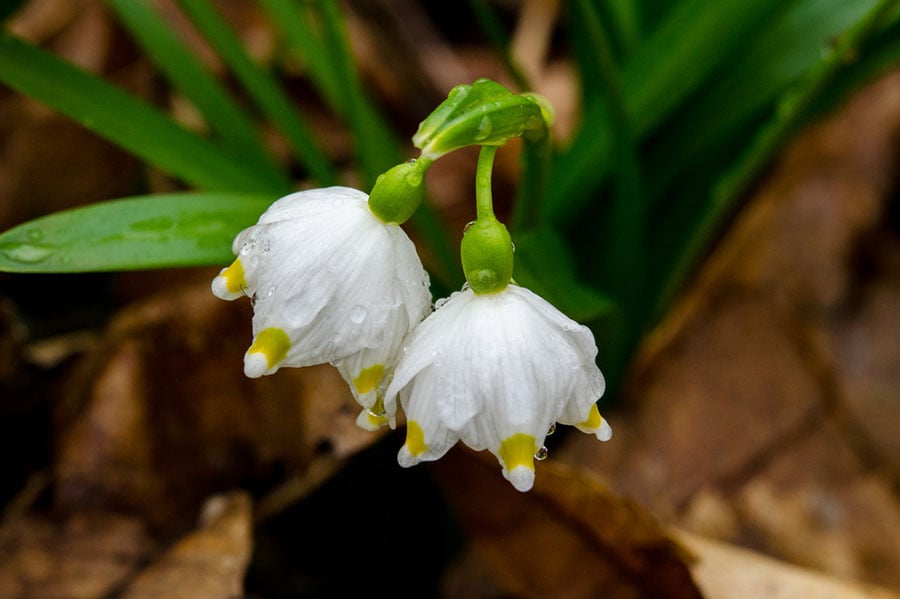 блатно кокиче