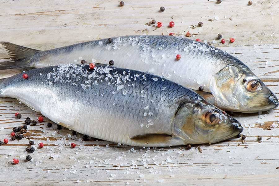 Херинга - една от най-полезните риби.