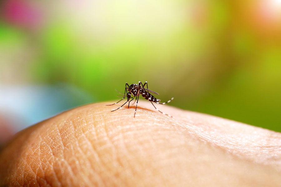 Комарите. Ухапване от комари - симптоми и превенция.
