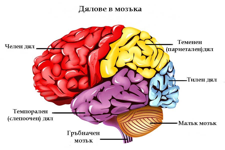 Задна корова атрофия.