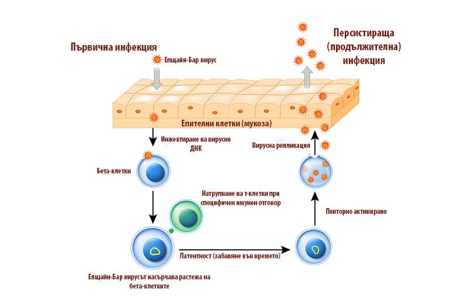 Вирус Епщайн-Бар.