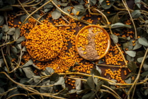 Ползи от сминдух. Сминдух, билка, растение.