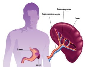 Уголемен далак.