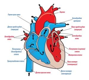 Как работи сърцето.