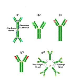 Имуноглобулини, същност, антитела.