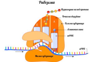 Рибонуклеинова киселина,РНК