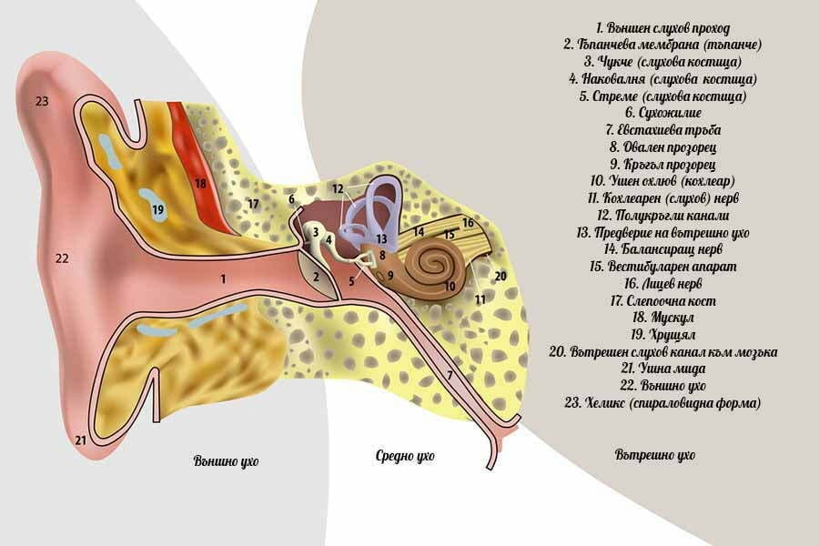 Световъртеж, ухо, слухов апарат.