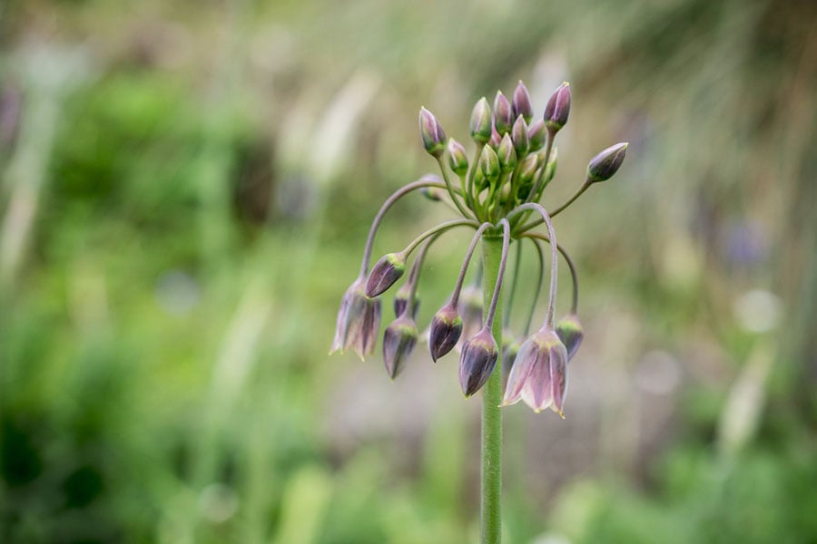 Самардала, див лук.