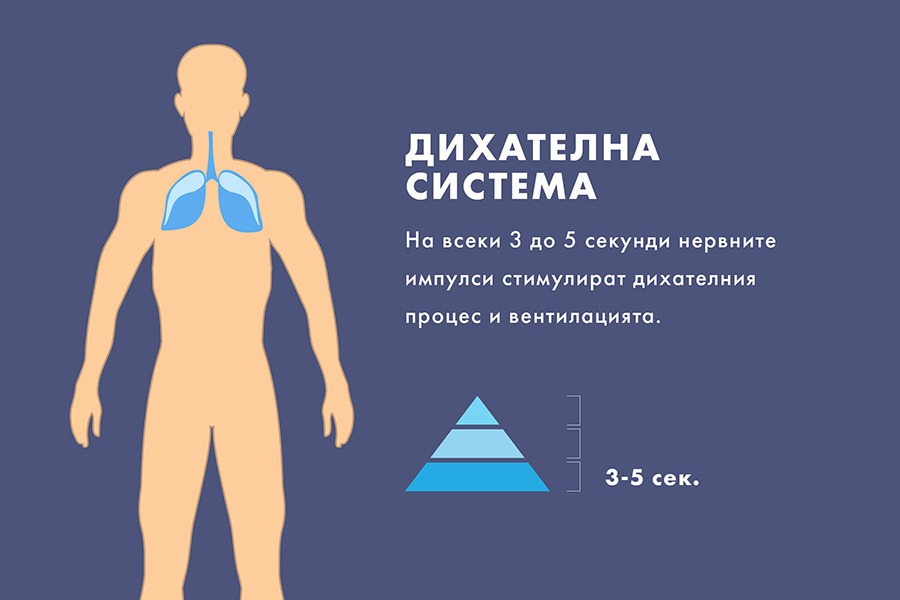 Дихателна система, органи и системи.