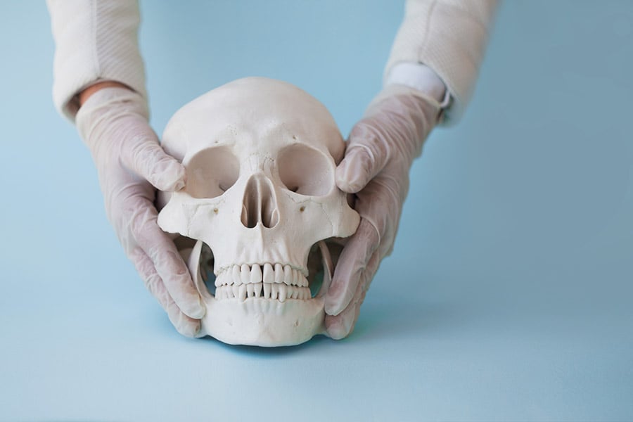 скелетна система, същност, функции