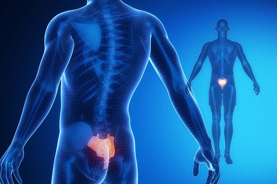 скелетна система, същност, функции