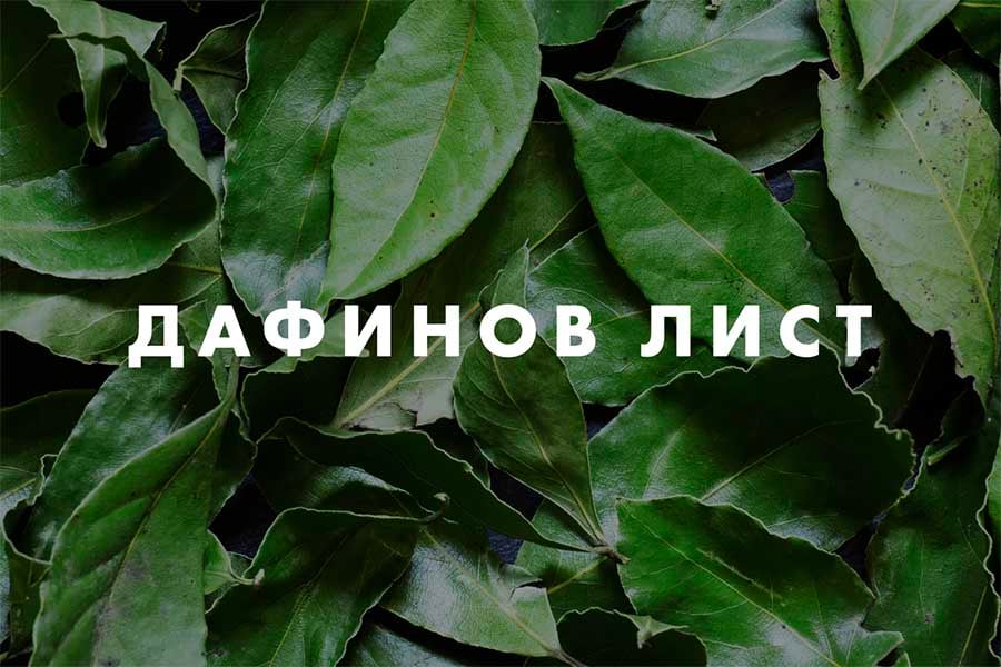 dafinov-lis-chai- Чай от дафинов лист.