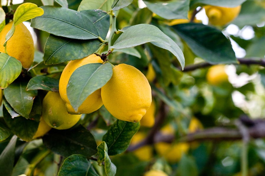 Лимон, здравословни ползи и употреба.