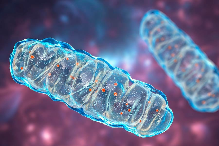 Митохондриално отделяне.