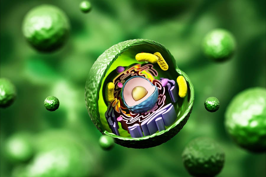 Митохондриално отделяне.