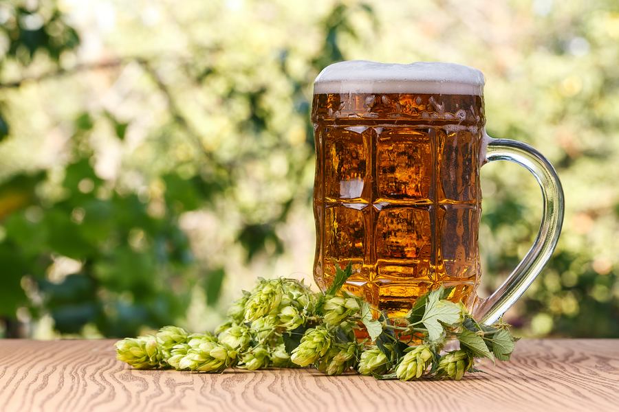 Хмел и чаша бира