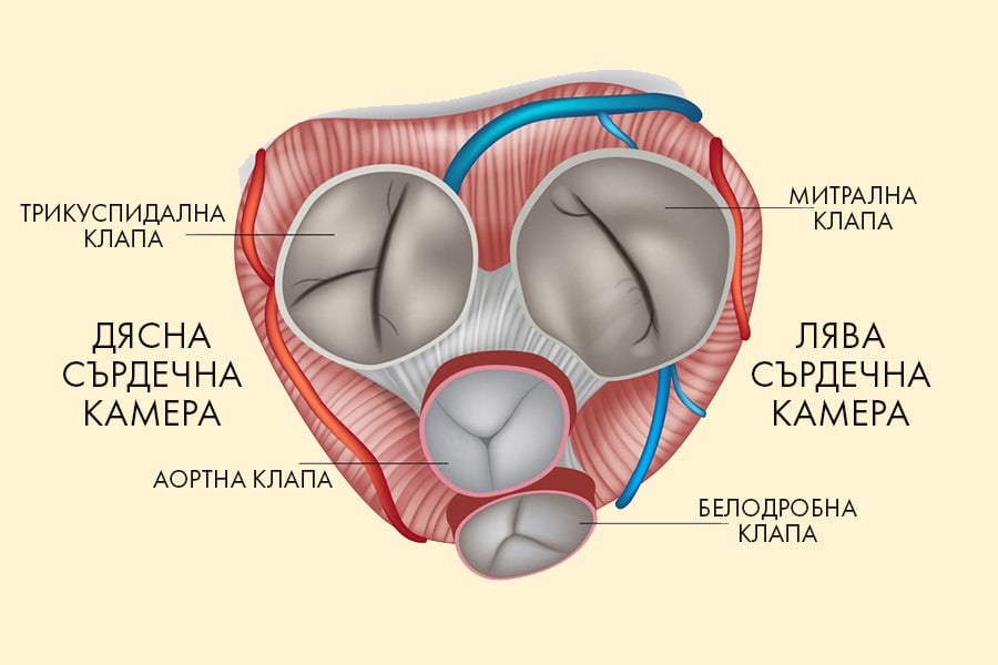Сърдечни клапи.