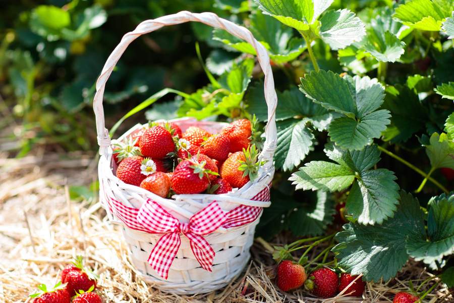 Ягоди - вкусни и полезни 12 Ягоди - възможни алергии.