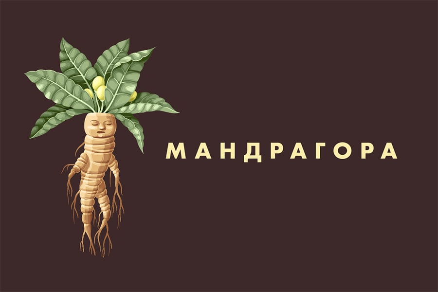 Мандрагора.