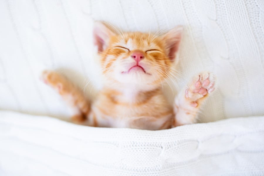 Спане по гръб.