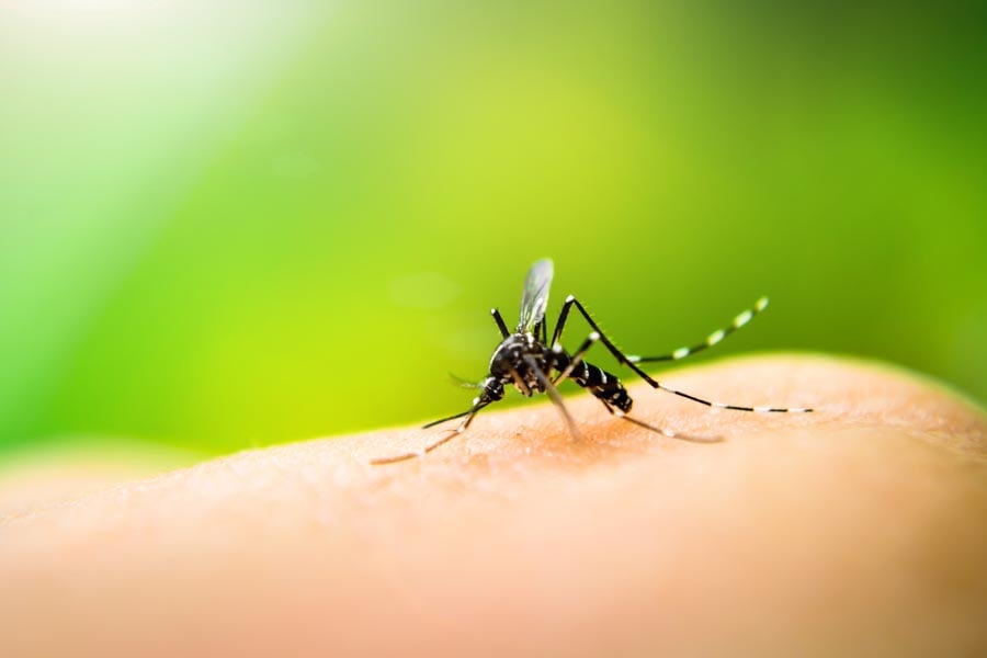 дерматофибром