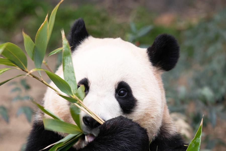Бамбук, панда.
