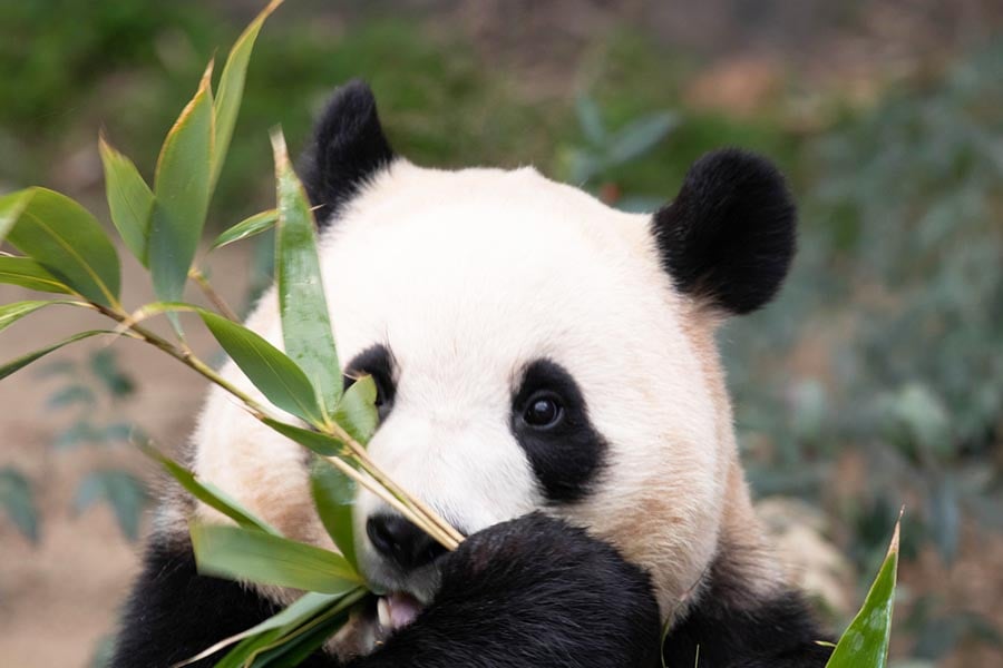 Бамбук, панда.