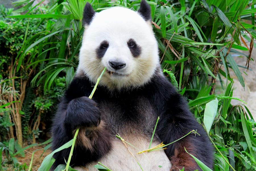 Бамбук - панда.