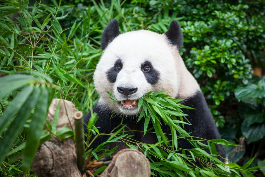 Панда яде бамбукови листа.