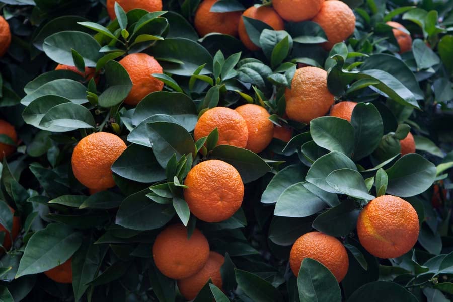 Горчив портокал – тайните на екзотичния плод 11 горчив портокал