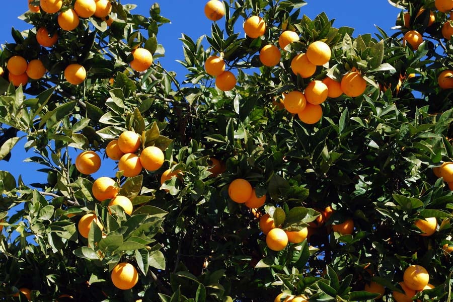 Горчив портокал – тайните на екзотичния плод 8 горчив портокал