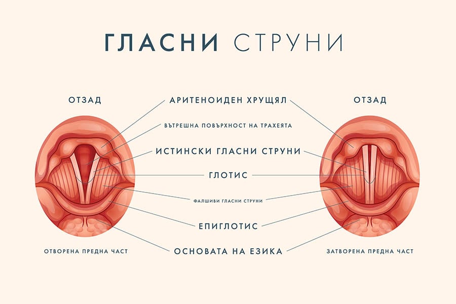Гласни струни.