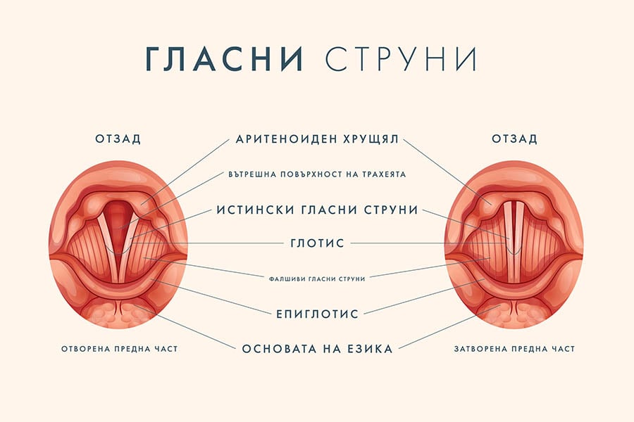 Гласни струни.