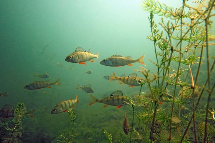 костур с кето пармезанова коричка