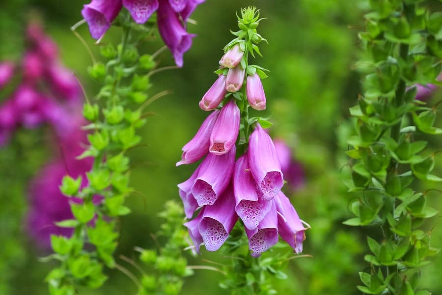 напръстник