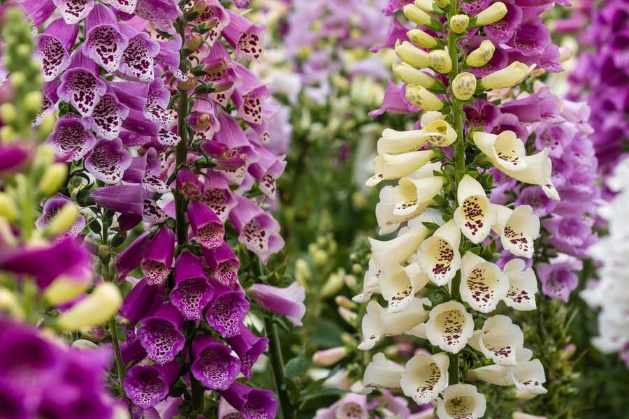 напръстник