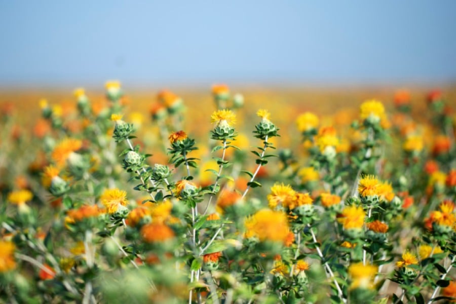 Картам - растение.