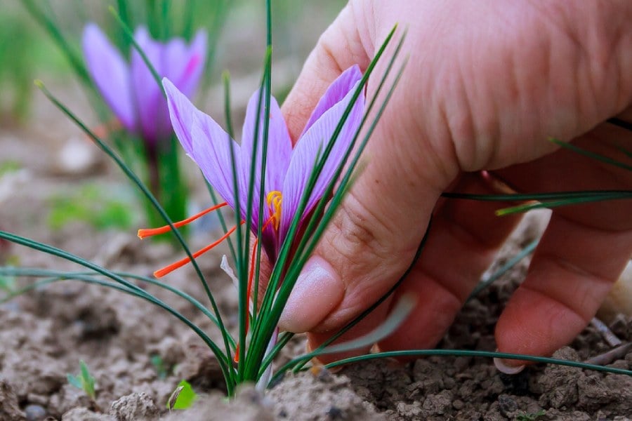 Разлика между картам и шафран.