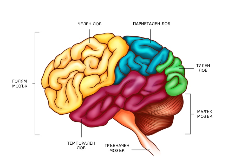 Анатомия на мозъка.