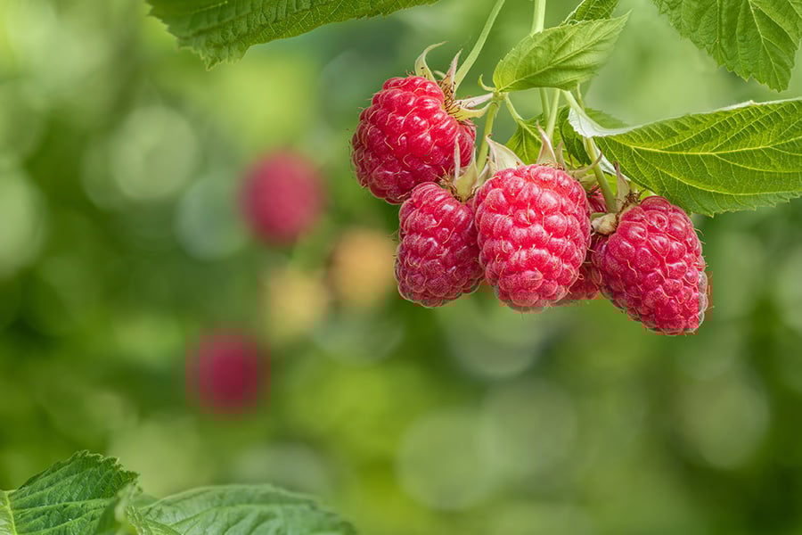 Малинови кетони за отслабване 42 Малинови кетони за отслабване.