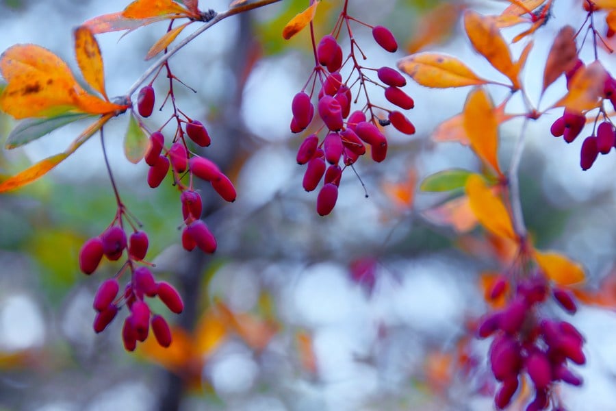 Чист берберин растение.