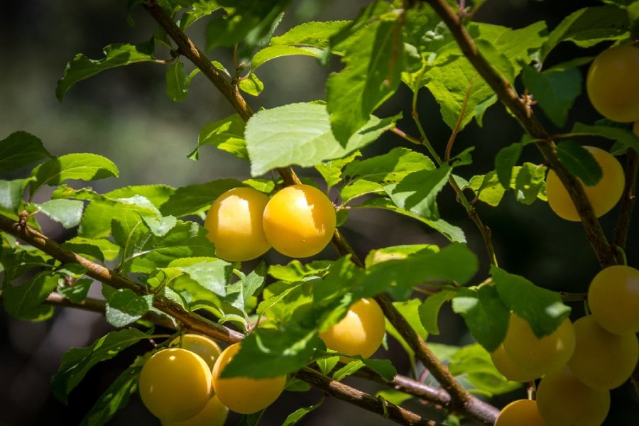 Джанка (Cherry plum капки) – растение против страх от загуба на контрол 10 Дърво на джанка.